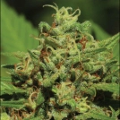  EMERALD FIRE OG Cannabisblüte – gewachsen aus Feminisierte Hanfsamen von Humboldt Seeds
