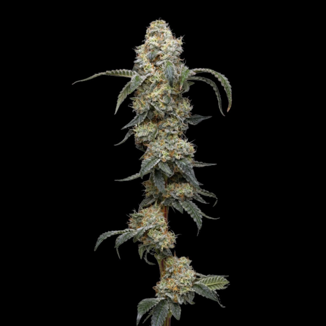 FARMER'S DAUGHTER – Humboldt Seed Company – Feminisiert