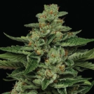 FORTUNE COOKIE Cannabisblüte – gewachsen aus Feminisierte Hanfsamen von Humboldt Seed Company
