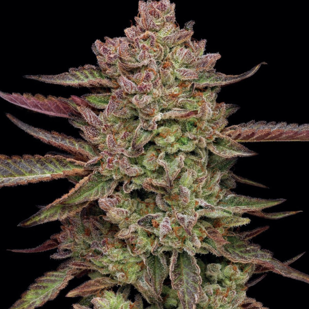 GAZZURPLE – Humboldt Seed Company – Feminisiert
