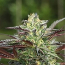 G.S. COOKIES Cannabisblüte – gewachsen aus Feminisierte Hanfsamen von Humboldt Seed Company