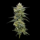 Hella Jelly Cannabisblüte – gewachsen aus Feminisierte Hanfsamen von Humboldt Seed Company