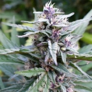 HI-BISCUS Cannabisblüte – gewachsen aus Feminisierte Hanfsamen von Humboldt Seed Company