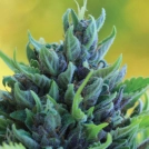 HUMBOLDT DREAM Cannabisblüte – gewachsen aus Feminisierte Hanfsamen von Humboldt Seed Company