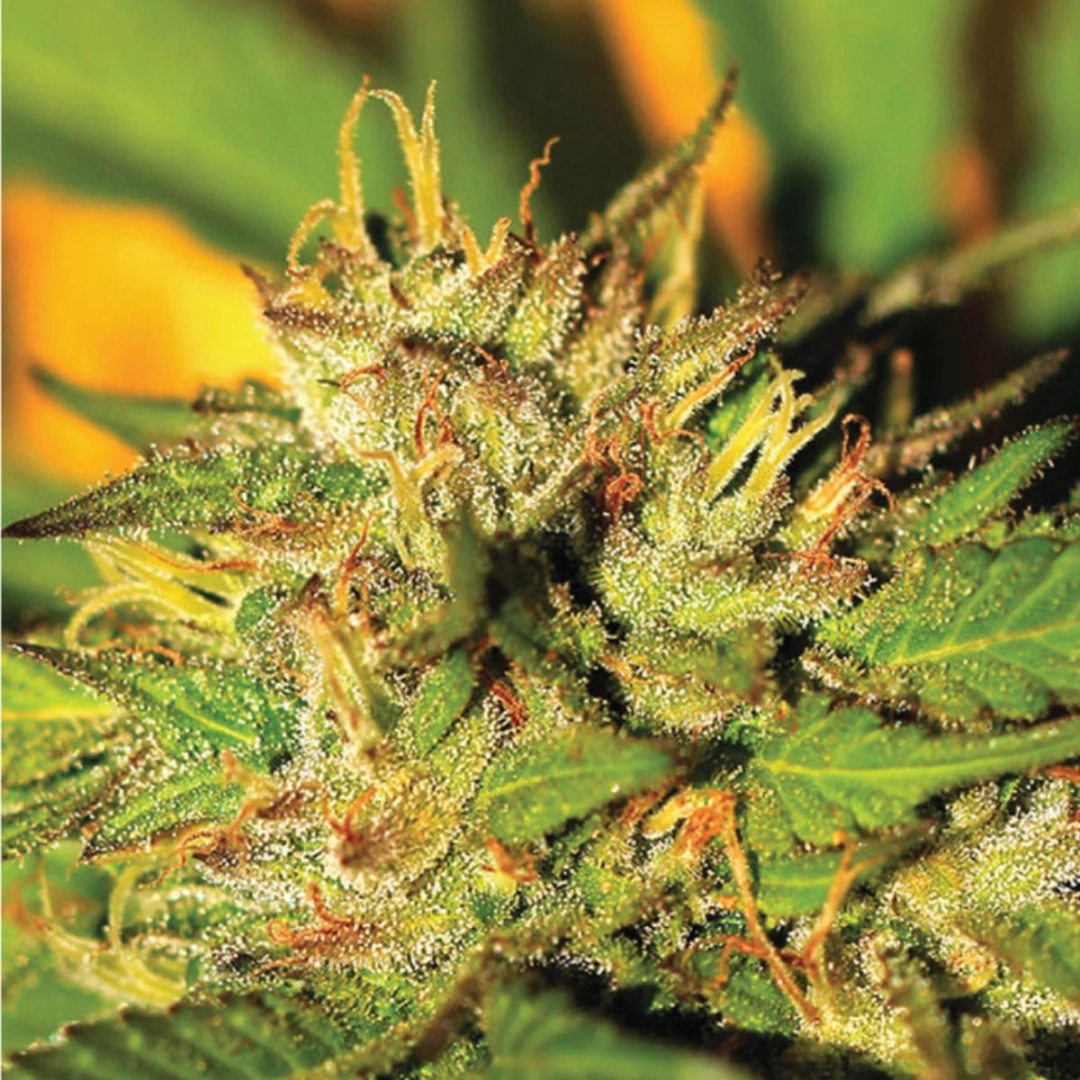 HUMBOLDT HEADBAND – Humboldt Seed Company – Feminisiert