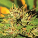 HUMBOLDT HEADBAND Cannabisblüte – gewachsen aus Feminisierte Hanfsamen von Humboldt Seed Company