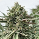 HUMBOLDT POUND CAKE Cannabisblüte – gewachsen aus Feminisierte Hanfsamen von Humboldt Seed Company