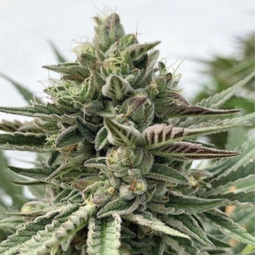 HUMBOLDT POUND CAKE Cannabisblüte – gewachsen aus Feminisierte Hanfsamen von Humboldt Seed Company