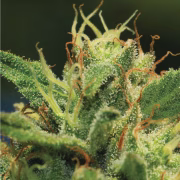 SOUR DIESEL Cannabisblüte – gewachsen aus Feminisierte Hanfsamen von Humboldt Seed Company