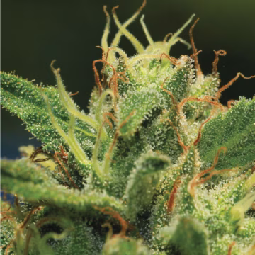 SOUR DIESEL Cannabisblüte – gewachsen aus Feminisierte Hanfsamen von Humboldt Seed Company