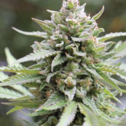 LEMONGRASS Cannabisblüte – gewachsen aus Feminisierte Hanfsamen von Humboldt Seed Company