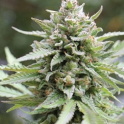 LEMONGRASS Cannabisblüte – gewachsen aus Feminisierte Hanfsamen von Humboldt Seed Company