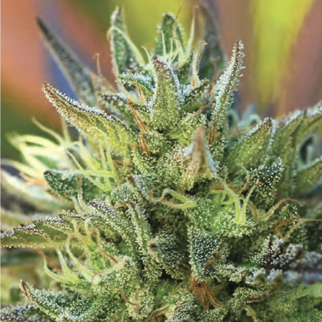 LEMON KUSH – Humboldt Seed Company – Feminisiert