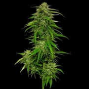 MANGO SHERBERT Cannabisblüte – gewachsen aus Feminisierte Hanfsamen von Humboldt Seed Company