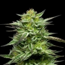 MOUNTAINTOP MINT Cannabisblüte – gewachsen aus Feminisierte Hanfsamen von Humboldt Seed Company