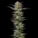 NUTTER BUDDER Cannabisblüte – gewachsen aus Feminisierte Hanfsamen von Humboldt Seed Company