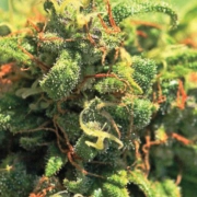 PINEAPPLE UPSIDE DOWN CAKE Cannabisblüte – gewachsen aus Feminisierte Hanfsamen von Humboldt Seed Company