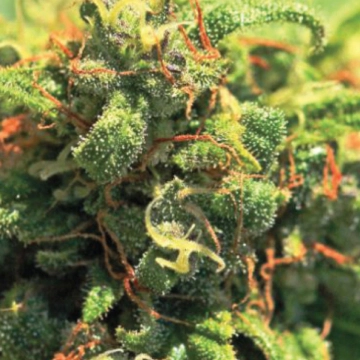 PINEAPPLE UPSIDE DOWN CAKE Cannabisblüte – gewachsen aus Feminisierte Hanfsamen von Humboldt Seed Company