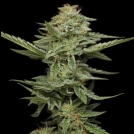 PISTACHIO Cannabisblüte – gewachsen aus Feminisierte Hanfsamen von Humboldt Seed Company