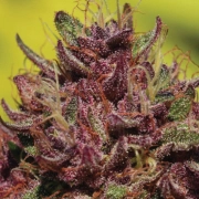 Purple Mountain Majesty Cannabisblüte – gewachsen aus Feminisierte Hanfsamen von Humboldt Seed Company