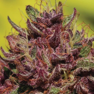 Purple Mountain Majesty Cannabisblüte – gewachsen aus Feminisierte Hanfsamen von Humboldt Seed Company