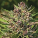 P.P.D Cannabisblüte – gewachsen aus Feminisierte Hanfsamen von Humboldt Seed Company