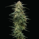 RASPBERRY PARFAIT Cannabisblüte – gewachsen aus Feminisierte Hanfsamen von Humboldt Seed Company