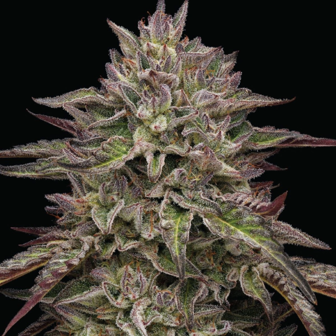 ROYAL HIGHNESS – Humboldt Seed Company – Feminisiert