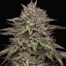 ROYAL HIGHNESS Cannabisblüte – gewachsen aus Feminisierte Hanfsamen von Humboldt Seed Company