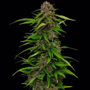 SQUIRT Cannabisblüte – gewachsen aus Feminisierte Hanfsamen von Humboldt Seed Company