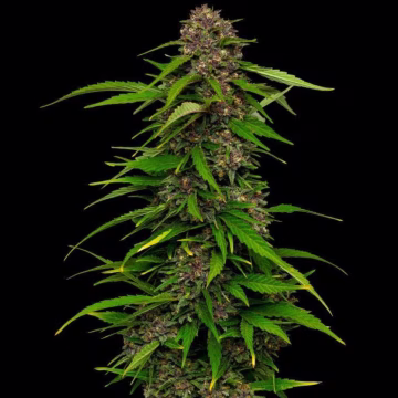 SQUIRT Cannabisblüte – gewachsen aus Feminisierte Hanfsamen von Humboldt Seed Company