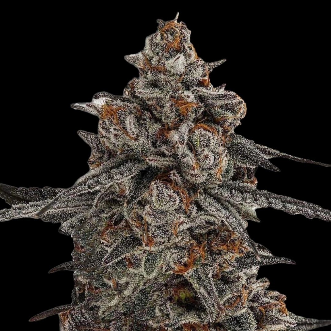 Oreoz x Orange Punch – Terp Treez Co – Feminisiert