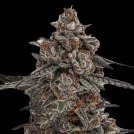 Oreoz x Orange Punch Cannabisblüte – gewachsen aus Feminisierte Hanfsamen von Terp Treez Co