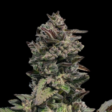 Auto Forbidden Mints Cannabisblüte – gewachsen aus Automatic Hanfsamen von Terp Treez Co