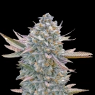 Lemon Zushi Cannabisblüte – gewachsen aus Feminisierte Hanfsamen von Terp Treez Co