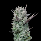 Blue Nerdz Cannabisblüte – gewachsen aus Feminisierte Hanfsamen von Terp Treez Co