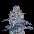 Blue Pancakes S1 Cannabisblüte – gewachsen aus Feminisierte Hanfsamen von Terp Treez Co