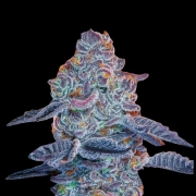 Blue Pancakes S1 Cannabisblüte – gewachsen aus Feminisierte Hanfsamen von Terp Treez Co