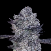 Zoap #39 Cannabisblüte – gewachsen aus Feminisierte Hanfsamen von Terp Treez Co