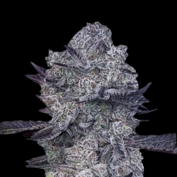 Zoap #39 Cannabisblüte – gewachsen aus Feminisierte Hanfsamen von Terp Treez Co