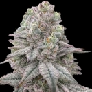 Znapple Fritter Cannabisblüte – gewachsen aus Feminisierte Hanfsamen von Terp Treez Co