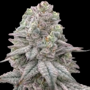 Znapple Fritter Cannabisblüte – gewachsen aus Feminisierte Hanfsamen von Terp Treez Co