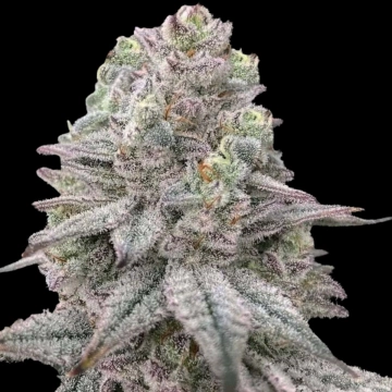 Znapple Fritter Cannabisblüte – gewachsen aus Feminisierte Hanfsamen von Terp Treez Co