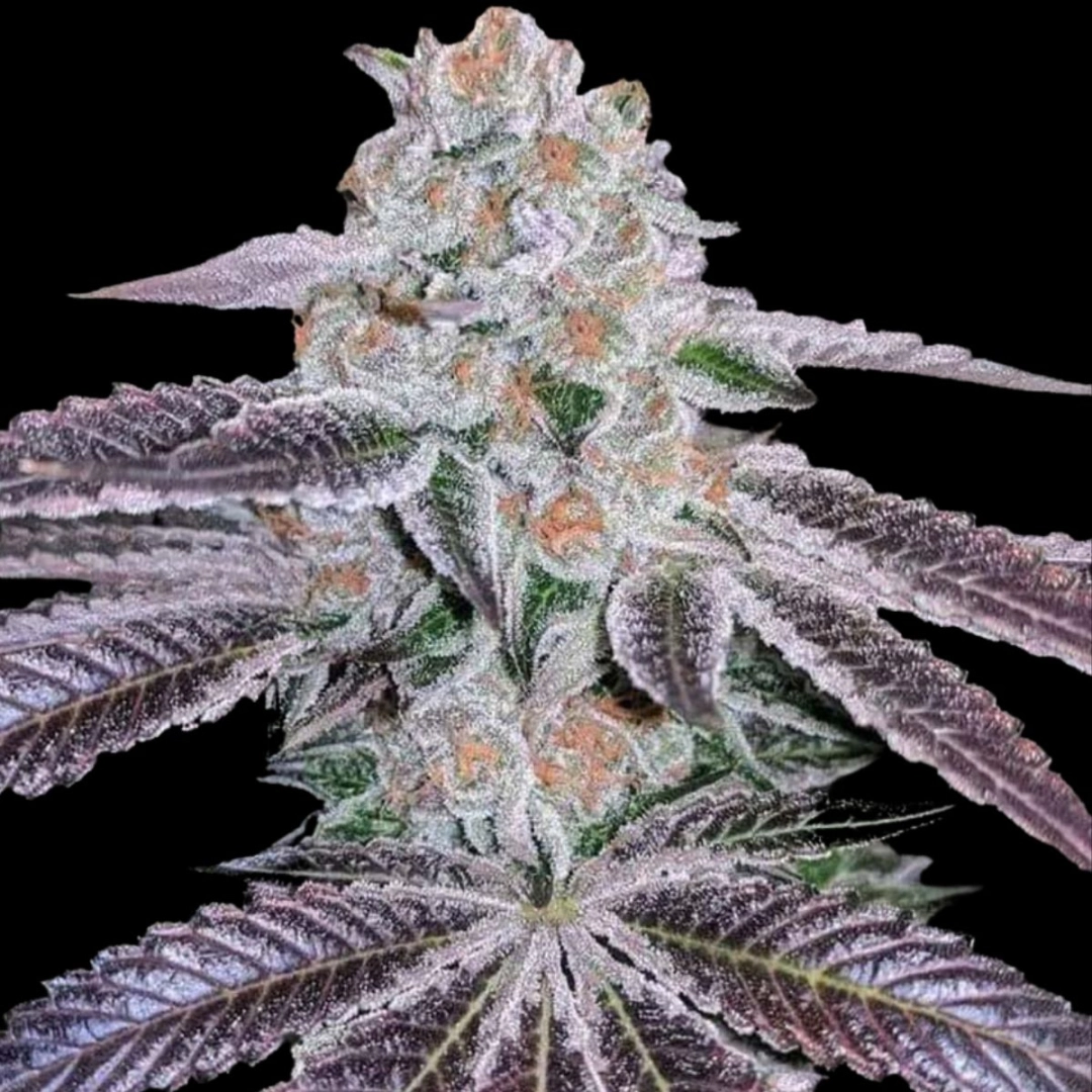 Pink Apple Tartz – Terp Treez Co – Feminisiert