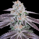 Pink Apple Tartz Cannabisblüte – gewachsen aus Feminisierte Hanfsamen von Terp Treez Co