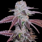 Melon Drip Cannabisblüte – gewachsen aus Feminisierte Hanfsamen von Terp Treez Co