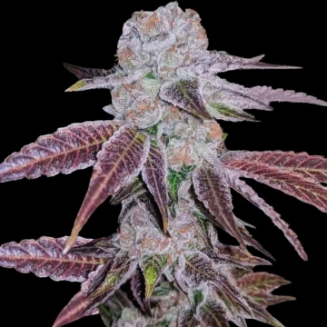 Melon Drip Cannabisblüte – gewachsen aus Feminisierte Hanfsamen von Terp Treez Co