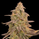 Bizcoff Cannabisblüte – gewachsen aus Feminisierte Hanfsamen von Terp Treez Co