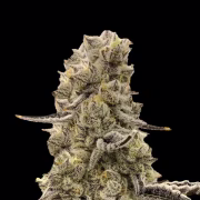 Mochi Mints Cannabisblüte – gewachsen aus Feminisierte Hanfsamen von Terp Treez Co