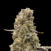 Mochi Mints Cannabisblüte – gewachsen aus Feminisierte Hanfsamen von Terp Treez Co